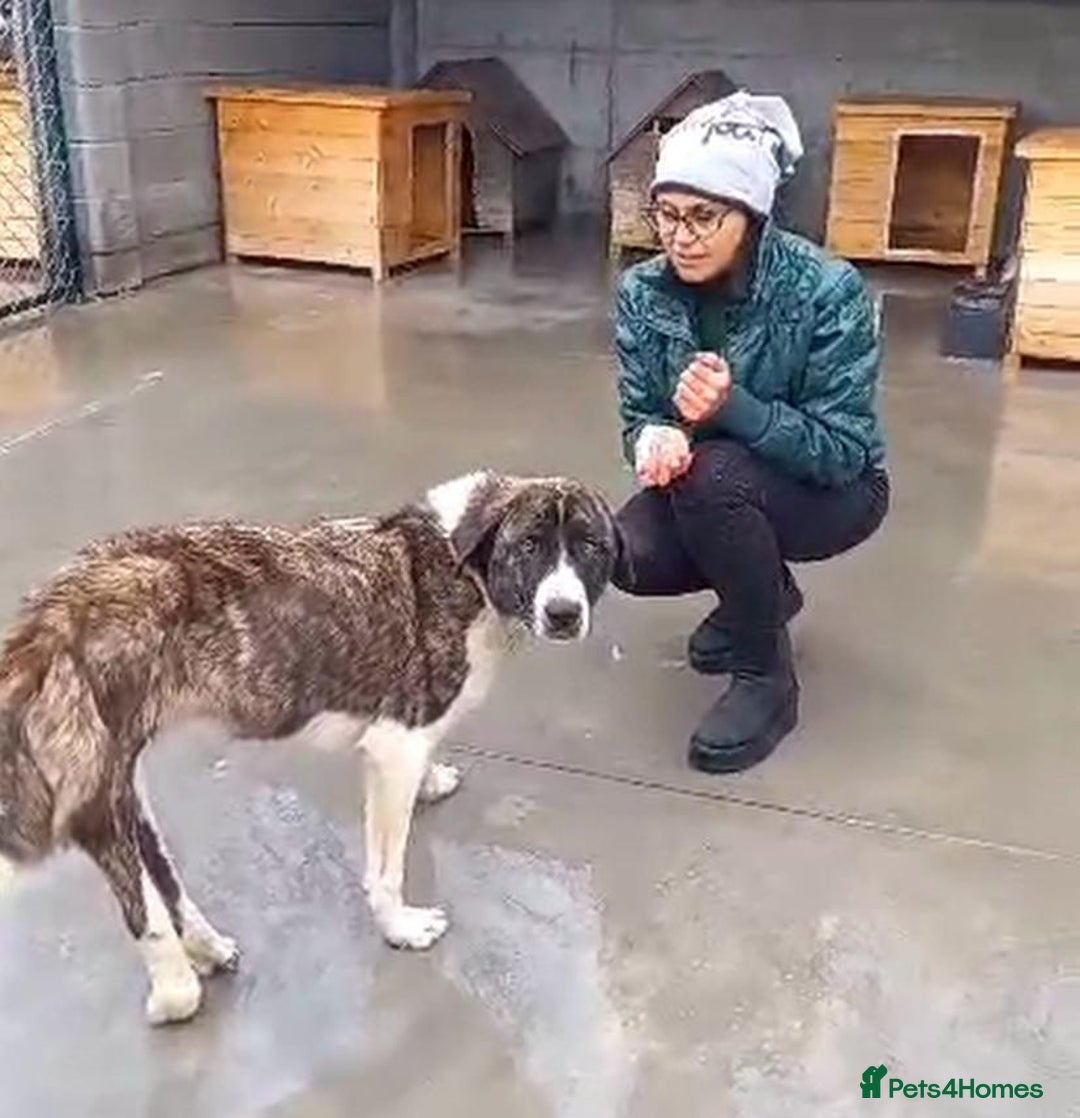 Mixed Breed dogs for adoption: Betty Boop, 3-4 yrs. Available for adoption. - Advert 3