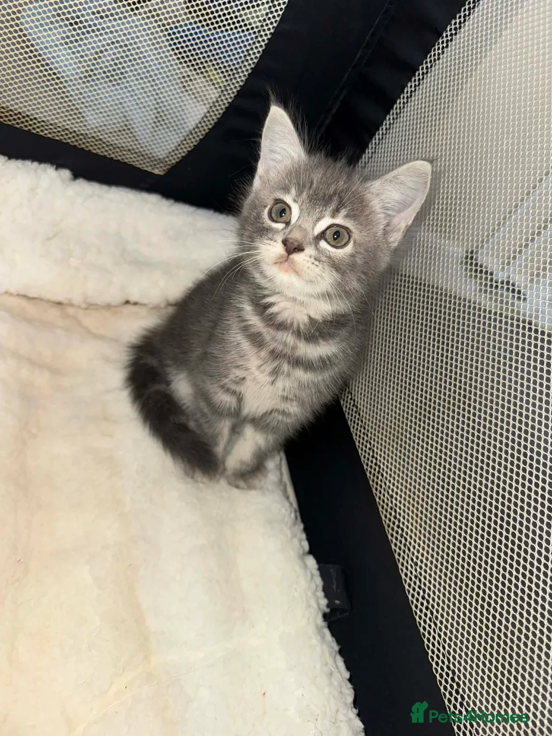 British Longhair cats for sale: Female domestic shorthair cross - Advert 1