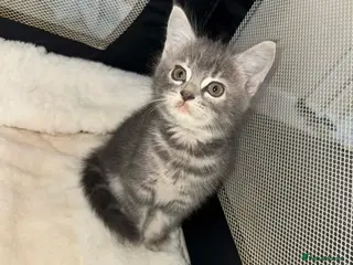 British Longhair cats Female domestic shorthair cross - Advert 1