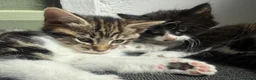 Mixed Breed cats for sale: Two adorable mixed breed kittens, ready now.  - Advert 5