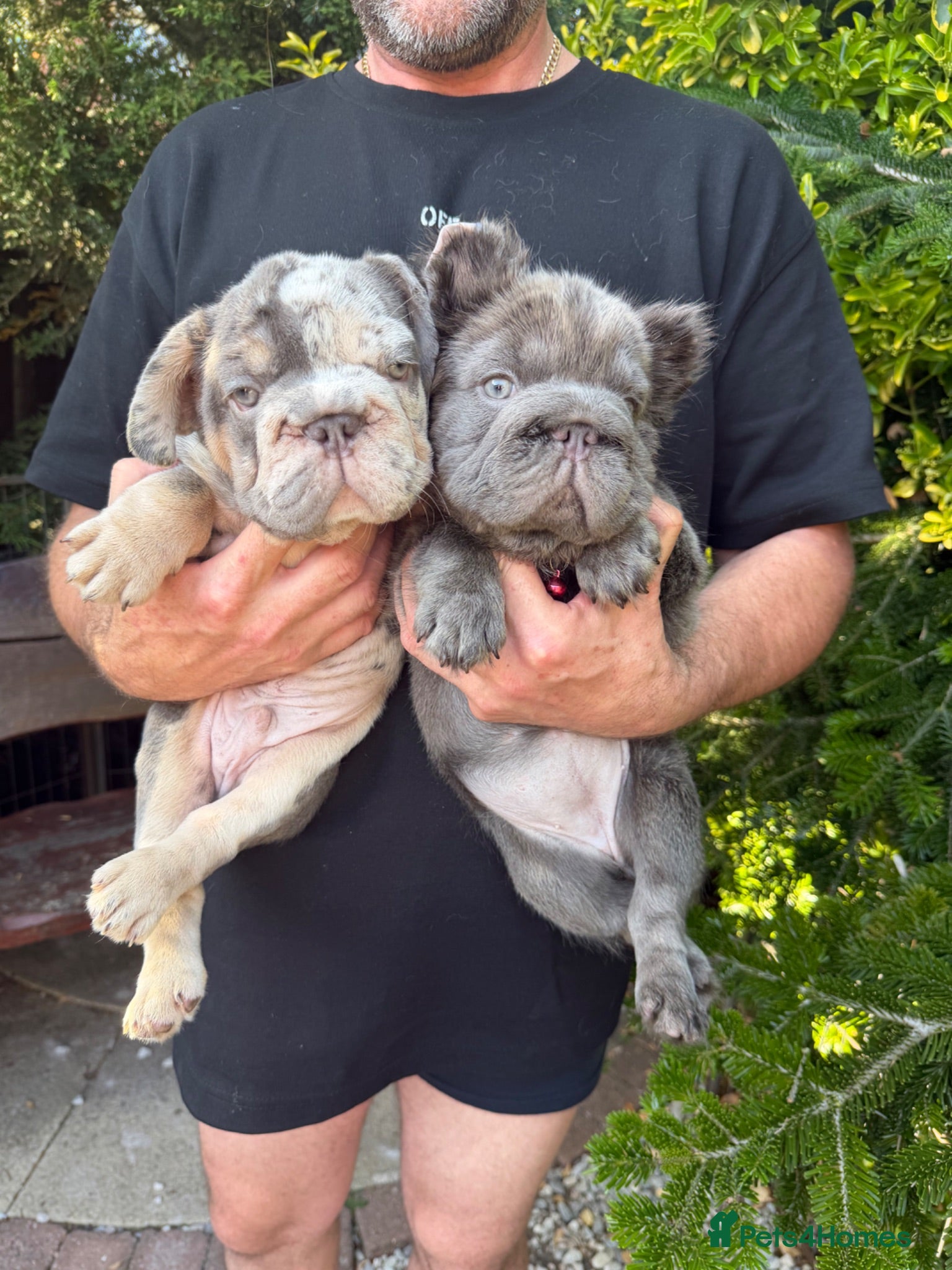 French Bulldog dogs French Bulldogs - Advert 16