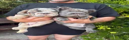 French Bulldog dogs for sale: French Bulldogs - Advert 13