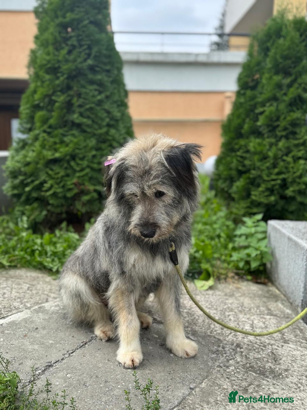 Mixed Breed dogs for adoption: 💙🐶 TEDDI 🐶💙 - Image 3