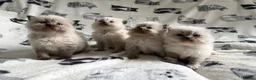 Ragdoll cats for sale: Beautiful Ragdoll Kittens 💎  - Advert 7