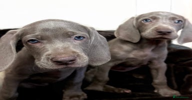 Weimaraner dogs - Advert 15