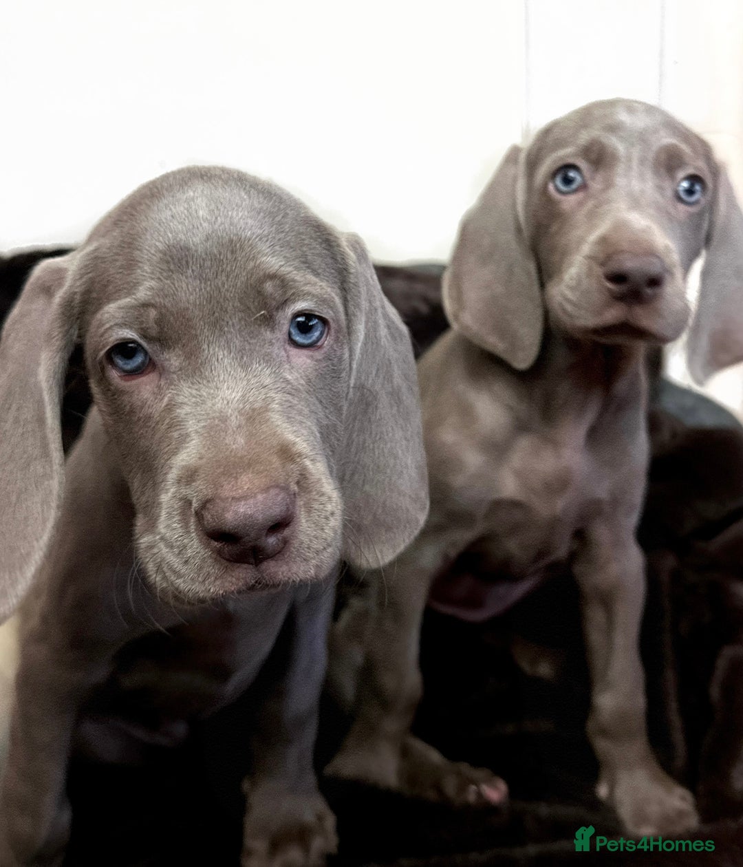 Weimaraner dogs for sale: Stunning Weimaraner pups (KC Registered pedigree)  - Image 3