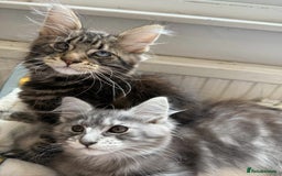 Maine Coon cats for sale: Maine coon - Image 17