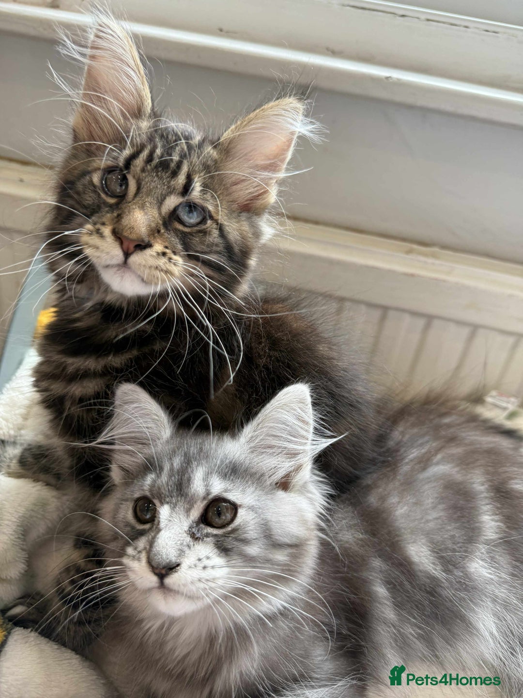 Maine Coon cats for sale: Maine coon - Image 17