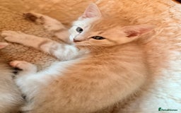 Ragdoll cats for sale: Sealpoint x kittens - Image 9