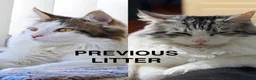 Maine Coon cats for sale: 3/4 Maine Coon Kittens in Gaerwen - Advert 11