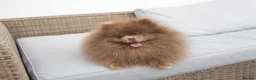 Pomeranian dogs for sale: KC lilac and tan adult boy  - Advert 19