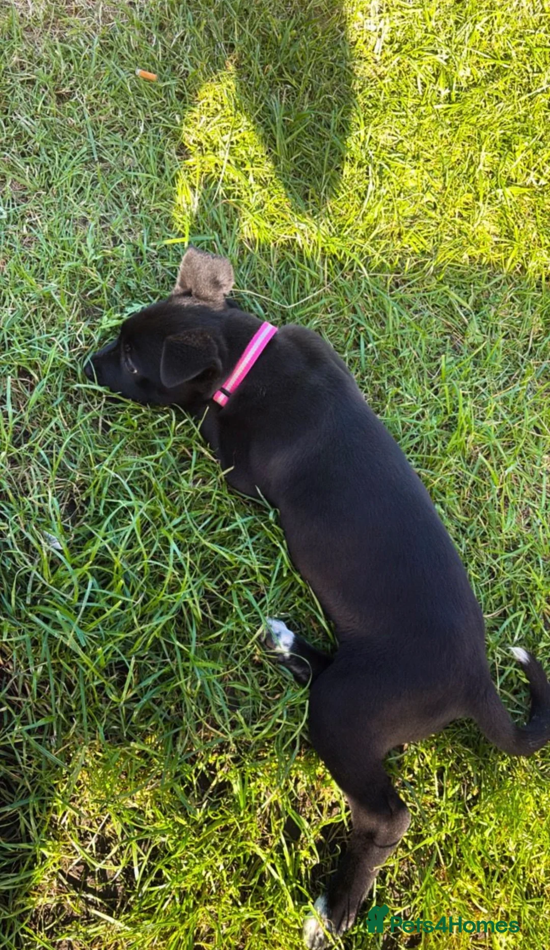 Mixed Breed dogs for sale: Female cane corso / Akita  - Advert 2
