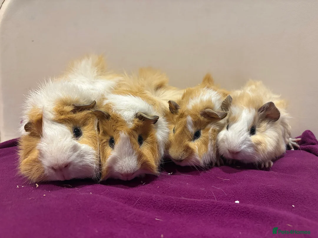 Guinea Pig rodents for sale: Pair of male guinea pigs looking forever home - Advert 1