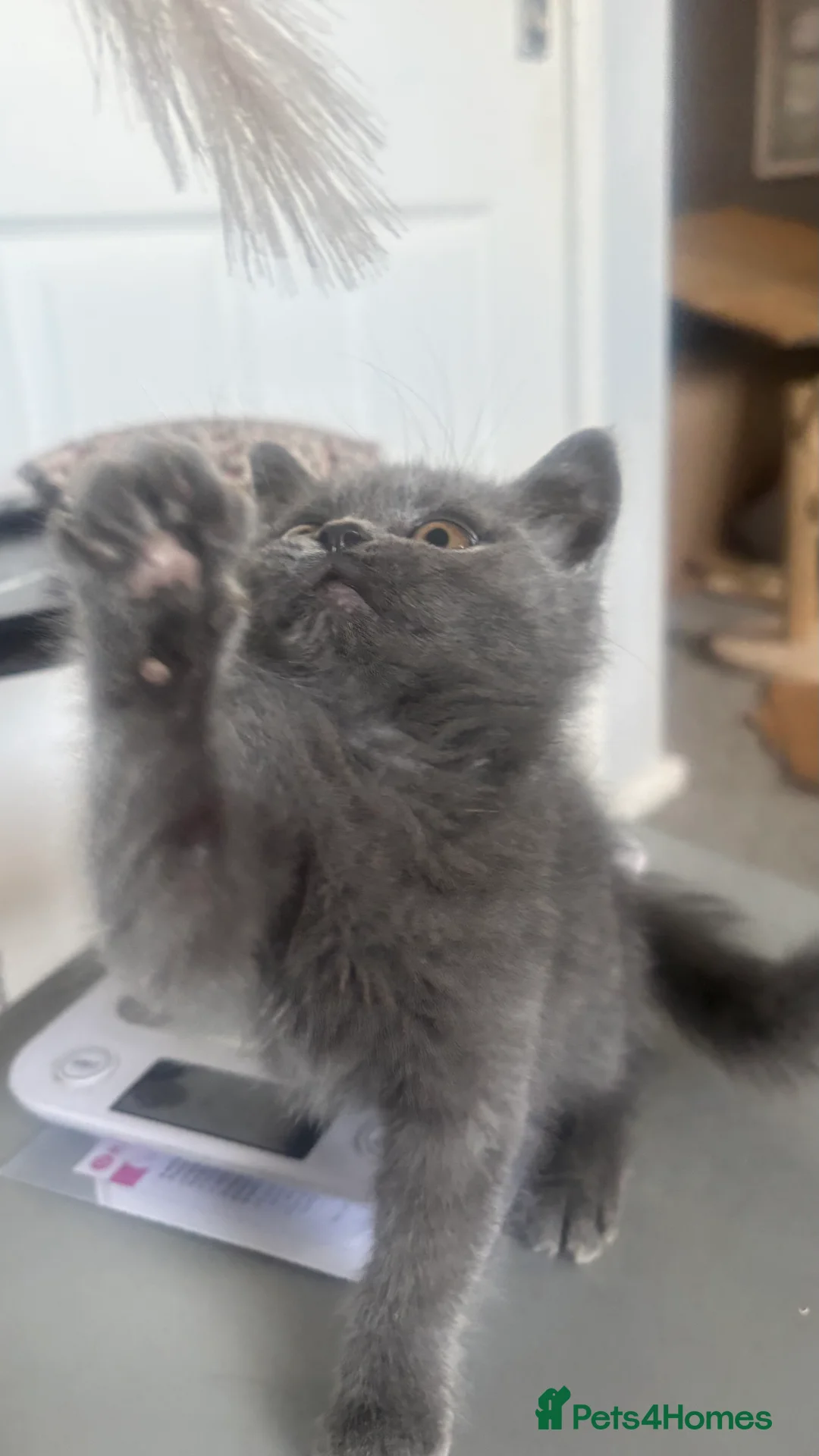 British Shorthair cats for sale: GCCF Registered 5 Generation British Shorthair - Advert 22