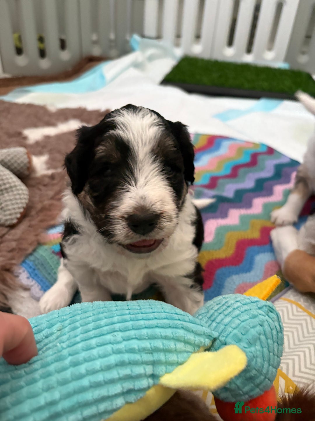 Bordoodle dogs for sale: Bordoodle Pups - Image 8