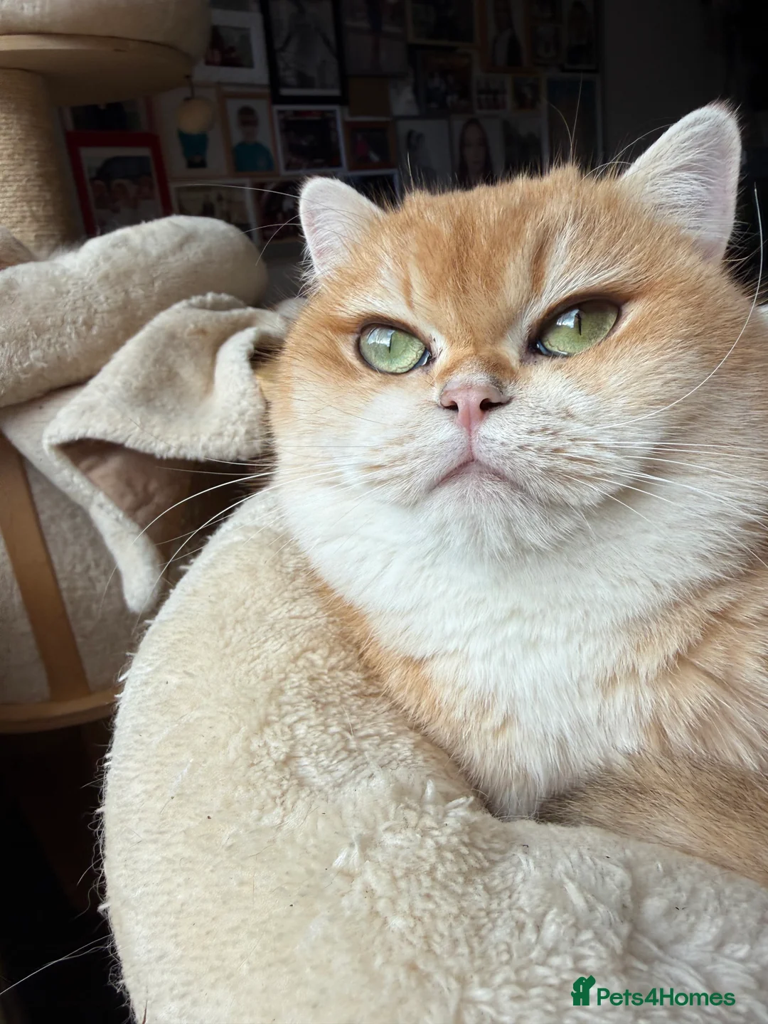 British Shorthair cats for sale: GCCF reg BSH & BLH Chocolate Gold last male female - Advert 6