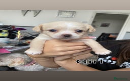 Mixed Breed dogs for sale: Puppies for sale - Image 1