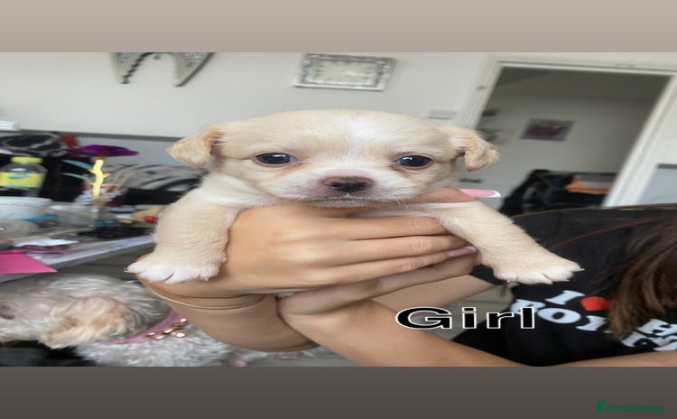 Mixed Breed dogs - Advert 1