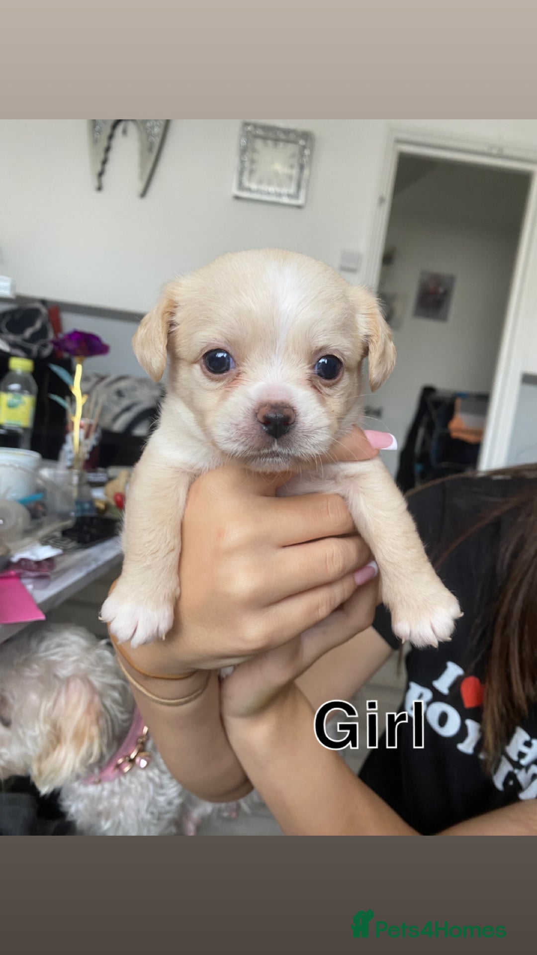 Mixed Breed dogs for sale: Puppies for sale - Image 1