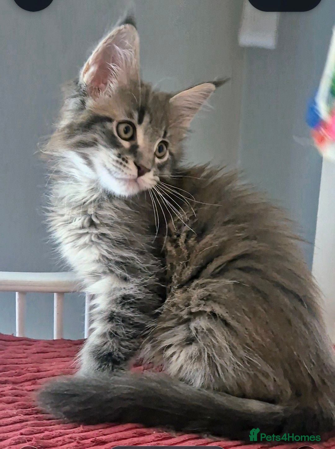 Maine Coon cats Maine Coon kittens Glasgow TICA REGISTERED  - Advert 2