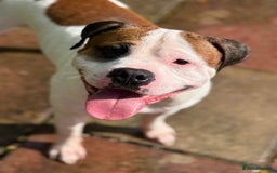American Bull Staffy dogs for stud: Looking to stud - Image 18