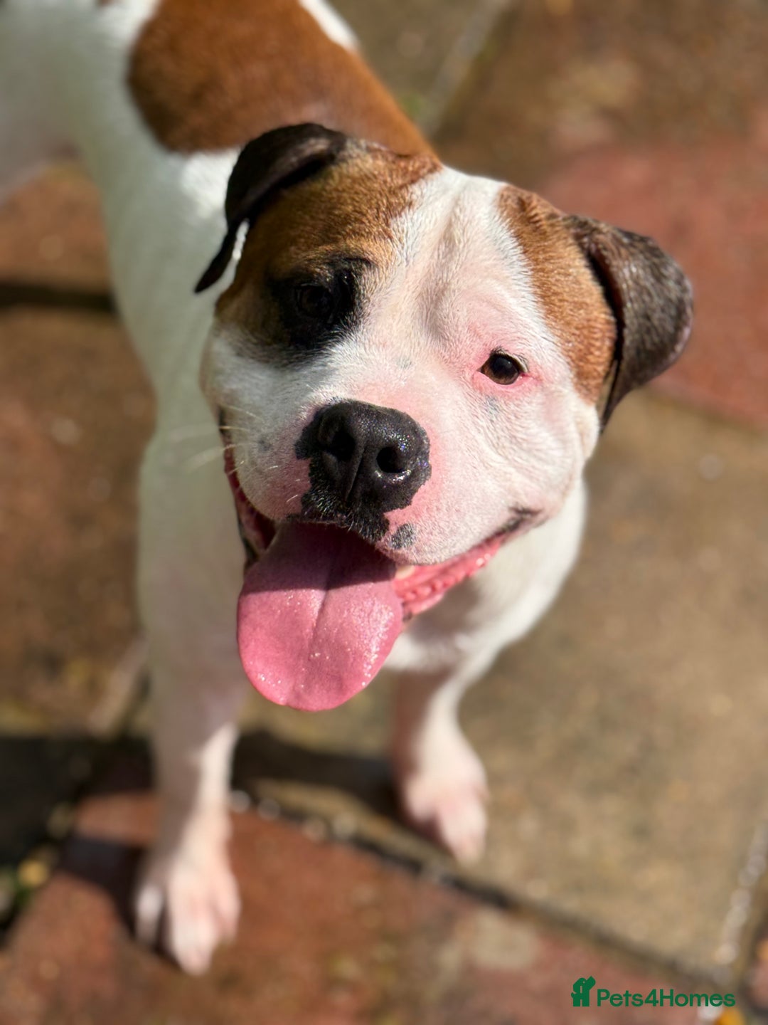 American Bull Staffy dogs for stud: Looking to stud - Image 18
