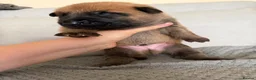 Belgian Shepherd Dog dogs for sale: Belgian Malinois Puppies  in Billingham - Advert 14