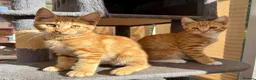 Maine Coon cats for sale: TORTOISESHELL MAINE COON X KITTENS - Advert 11