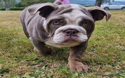 English Bulldog dogs for sale: World class bulldogs - Image 19