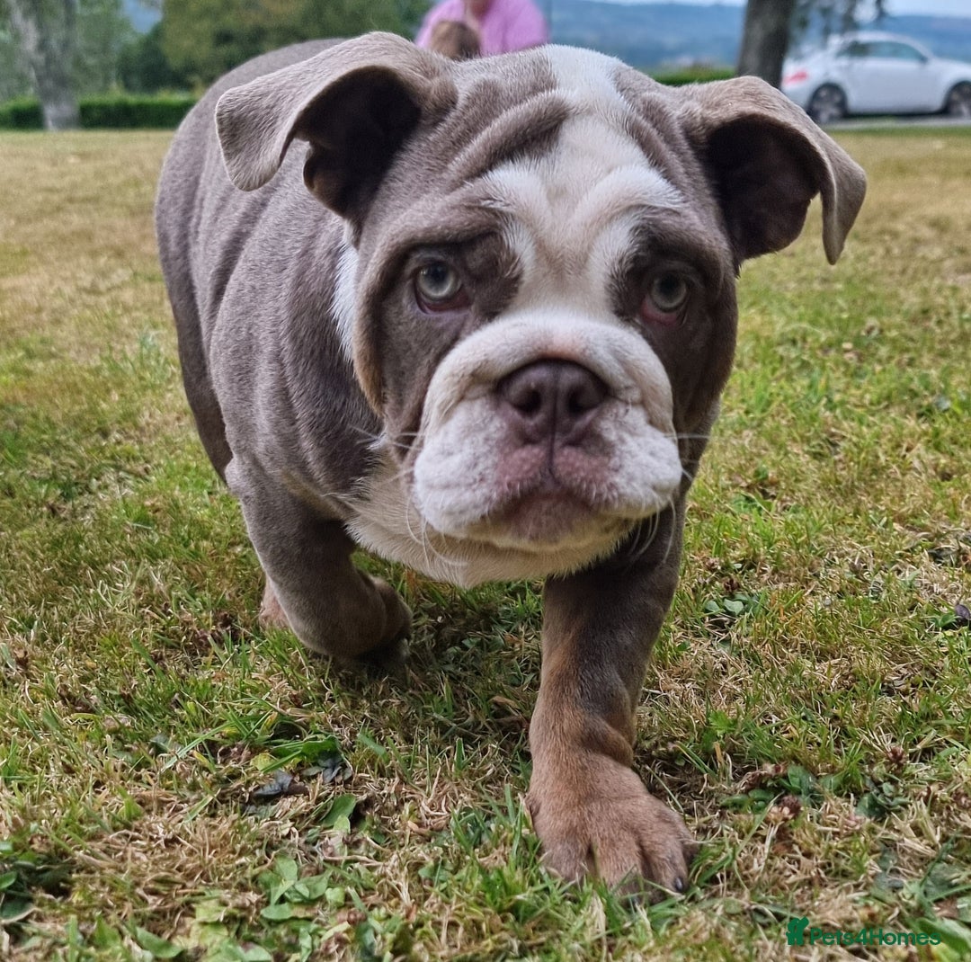 English Bulldog dogs for sale: World class bulldogs - Image 19