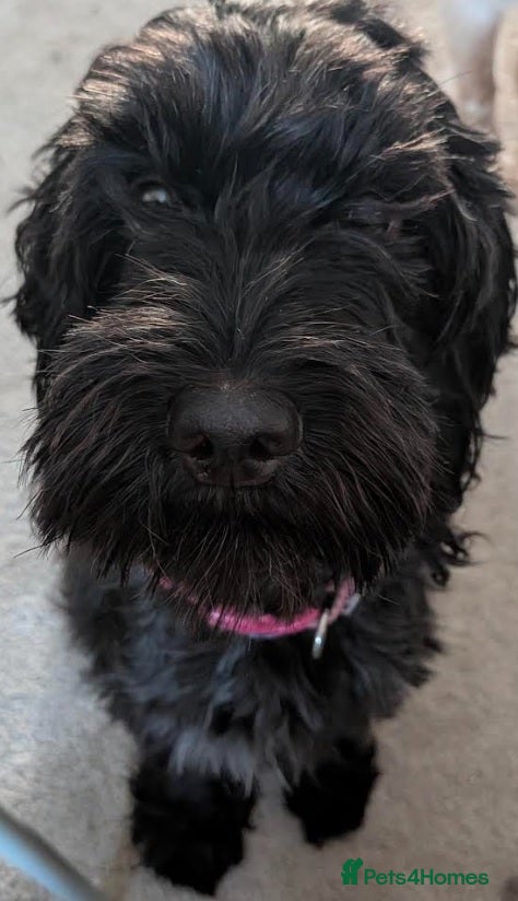 Cockapoo dogs 3 Beautiful Cockerpoo Puppies - Advert 1