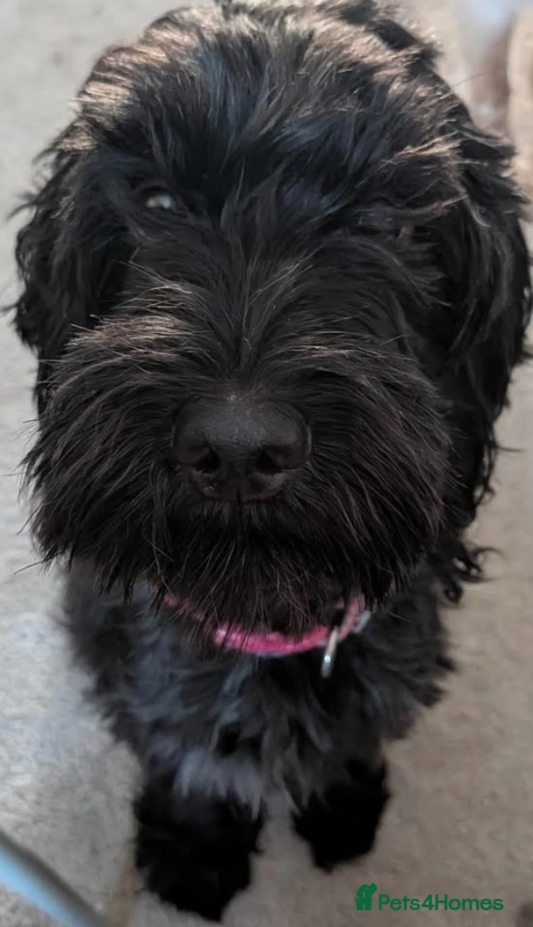 Cockapoo dogs for sale: 3 Beautiful Cockerpoo Puppies - Advert 1