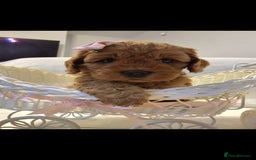 Cavapoo dogs for sale: Cavapoos f1 - Image 3