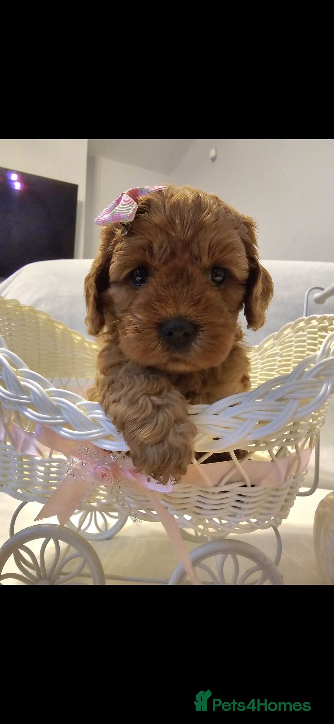 Cavapoo dogs for sale: Cavapoos f1 - Image 3