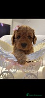 Cavapoo dogs - Advert 5