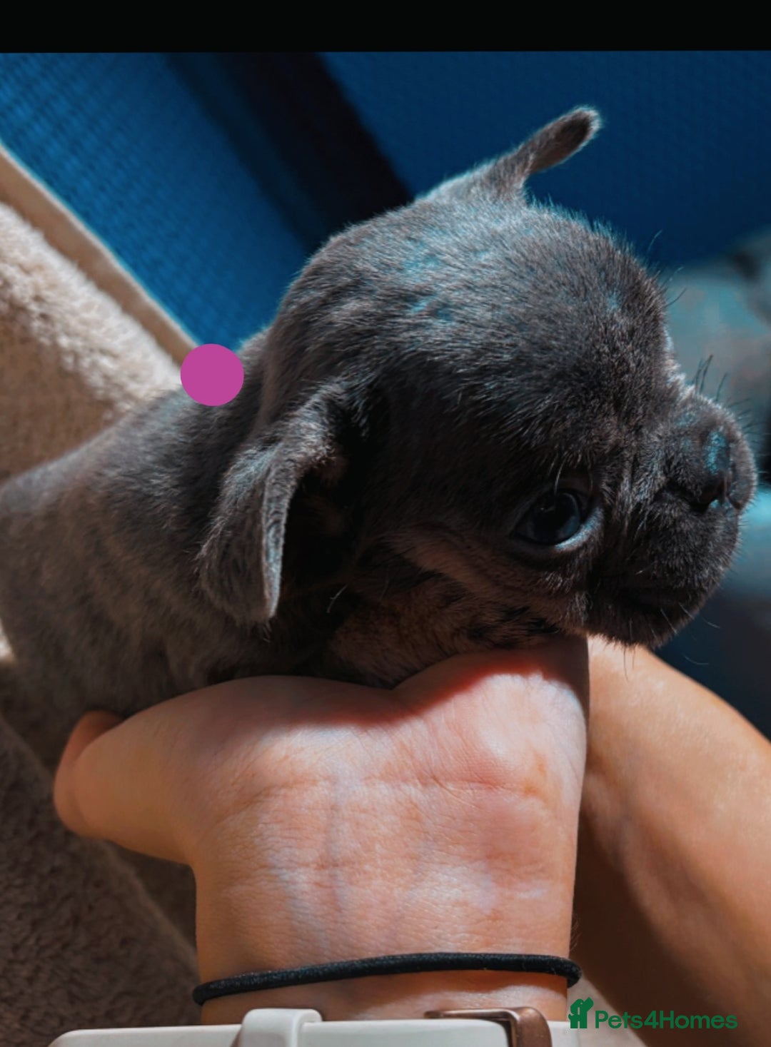 French Bulldog dogs for sale: Beautiful French bulldog puppies  - Image 16