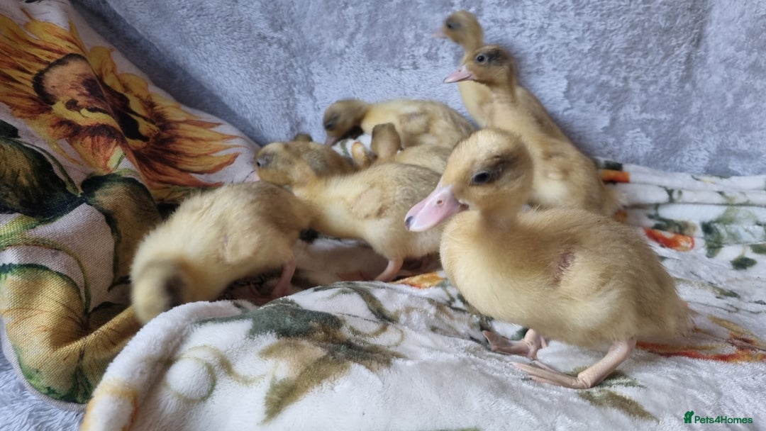 Ducks poultry for sale: Call ducklings unsexed - Image 1