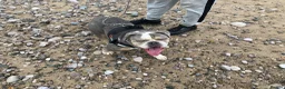 English Bulldog dogs for sale: 3 years old female - Advert 3