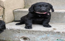 Mixed Breed dogs for sale: Golden retriever / border terrior mix  - Image 6