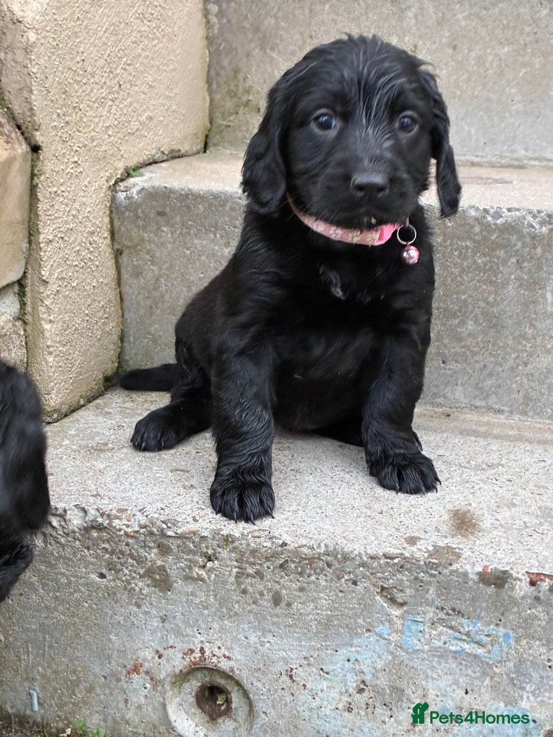 Mixed Breed dogs for sale: Golden retriever / border terrior mix  - Image 6