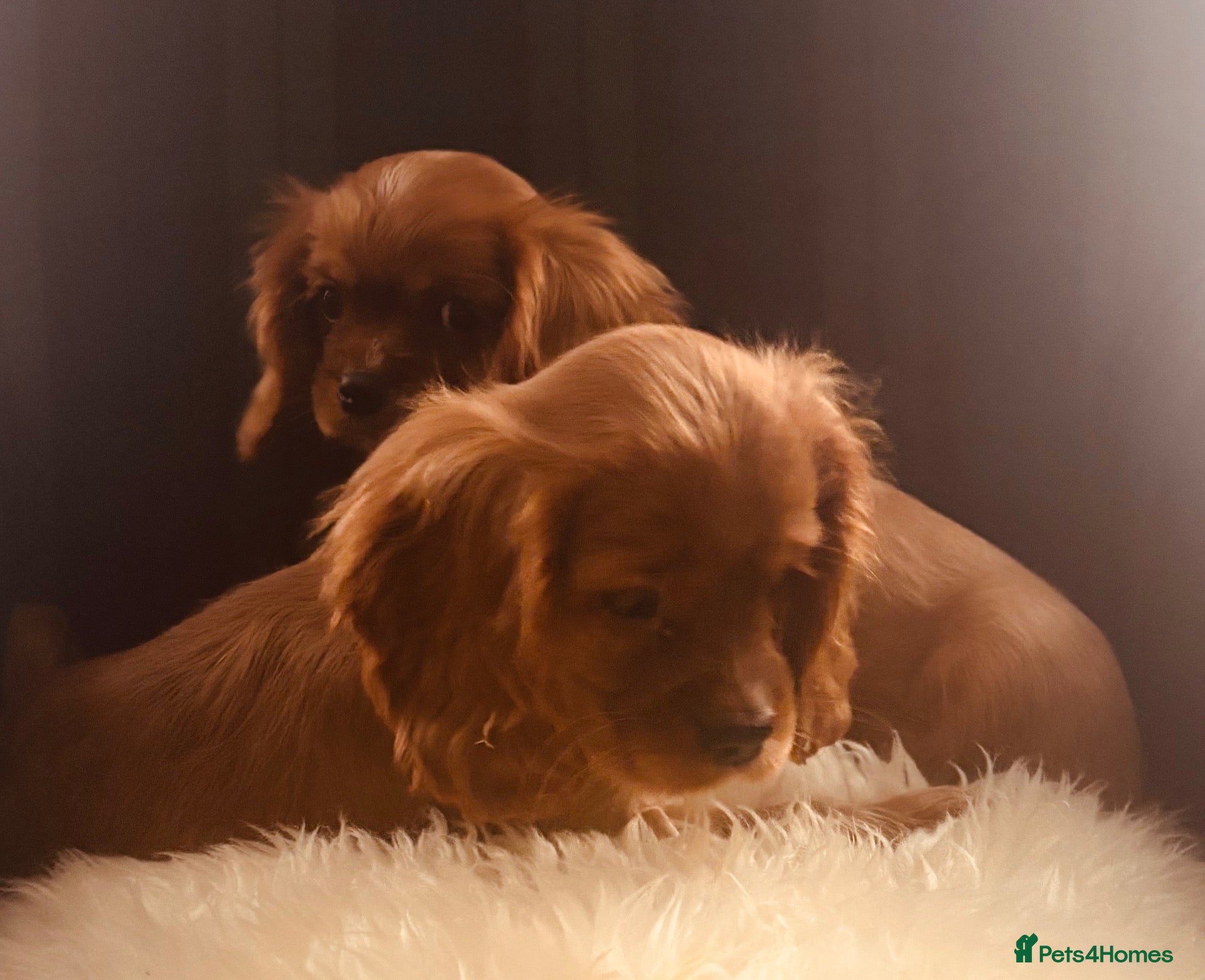Cockalier dogs Cockalier puppies - health tested parents - Advert 1