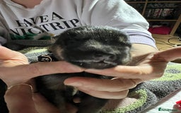 Shepsky dogs for sale: shepsky puppies  - Advert 9