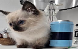 Ragdoll cats for sale: Stunning ragdoll kittens  - Image 36