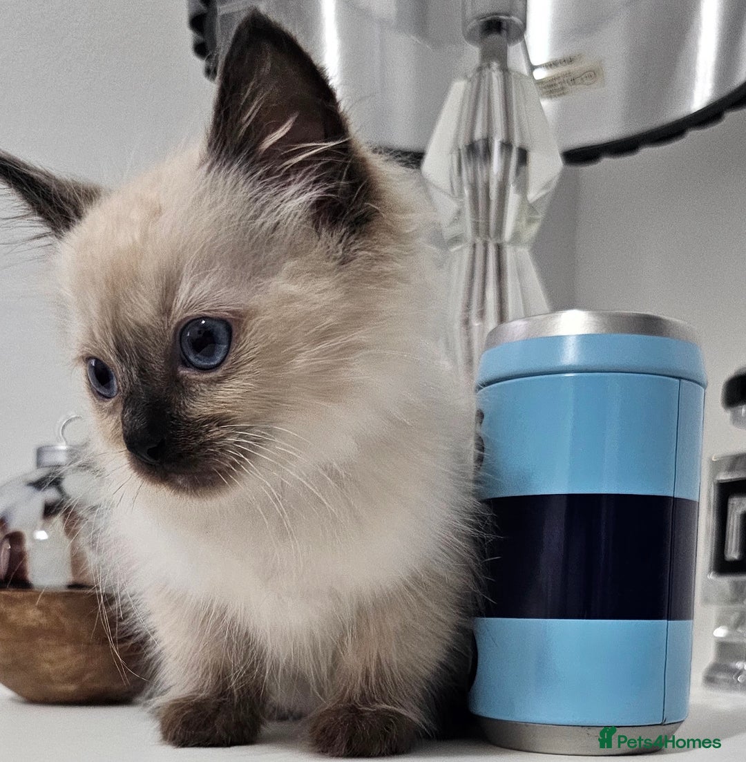 Ragdoll cats for sale: Stunning ragdoll kittens  - Image 36