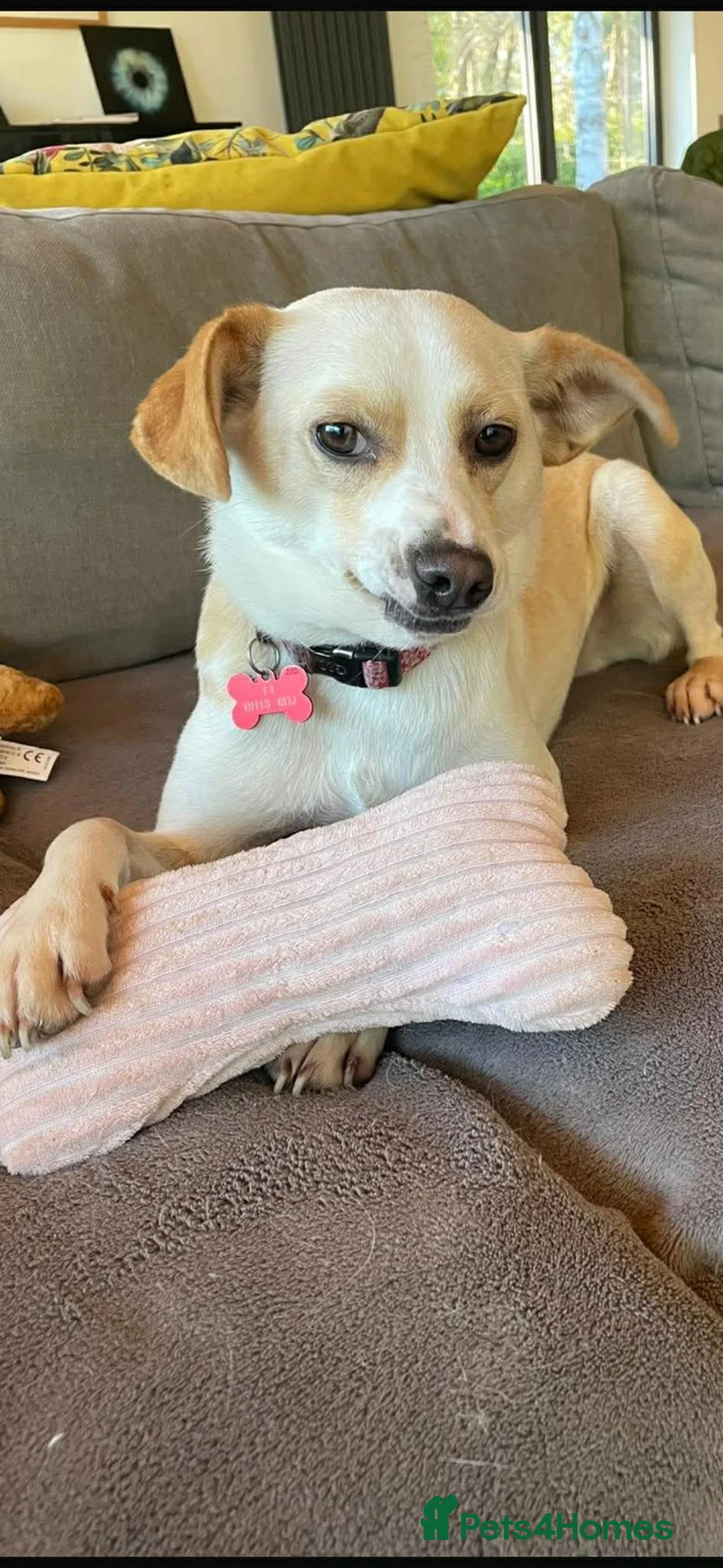 Mixed Breed dogs for adoption: Alfy  in Shaftesbury - Advert 1