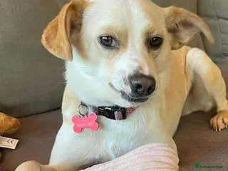 Mixed Breed dogs Alfy - Advert 1