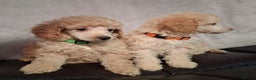 Miniature Poodle dogs for sale: Beautiful poodle pups - Advert 8