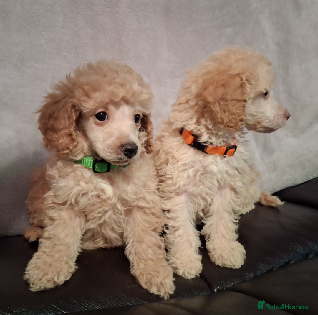 Miniature Poodle dogs for sale: Beautiful poodle pups - Advert 8