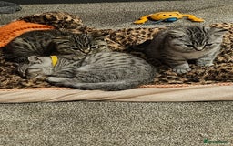 British Shorthair cats for sale: GCCF Reg Chocolate Silver Spotted Tabby BSH Boys - Image 1