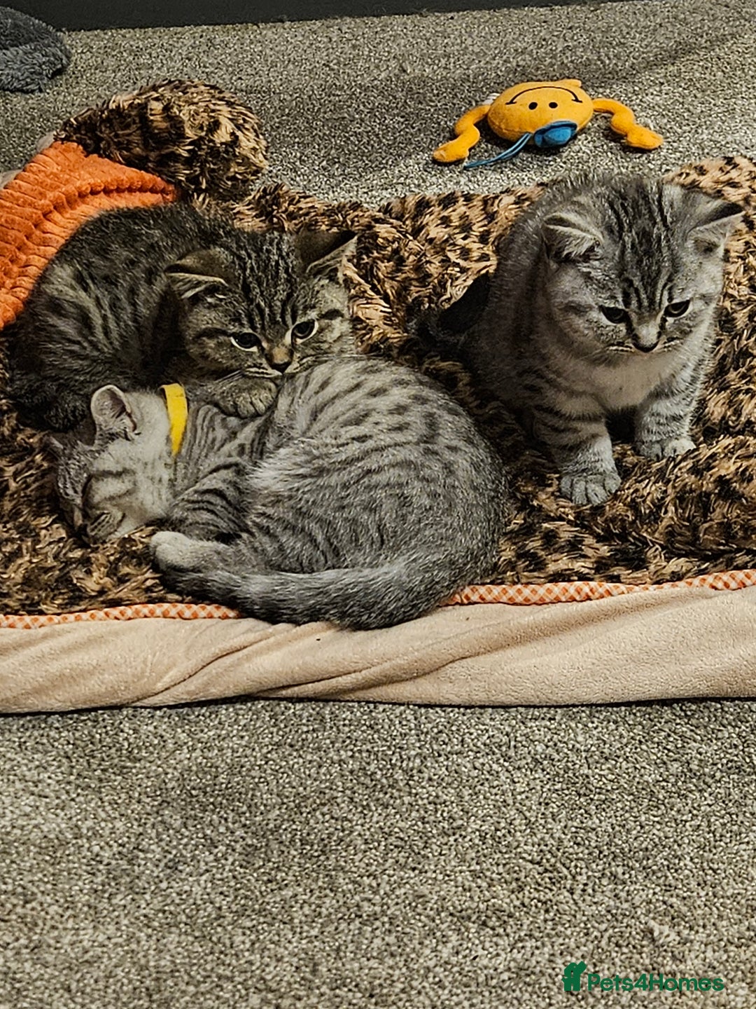 British Shorthair cats for sale: GCCF Reg Chocolate Silver Spotted Tabby BSH Boys - Image 1